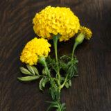 October Birth Flower - Marigold