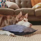 Dog with head on pillow