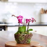 Hallmark Flowers - Petite Purple Duo Orchid in Twig and Moss Container
