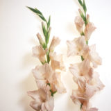 August Birth Flower - Gladiolus