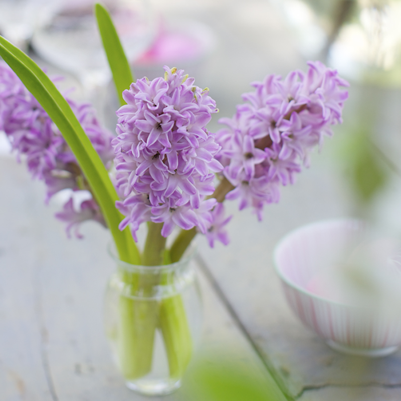 July Birth Flower - Larkspur
