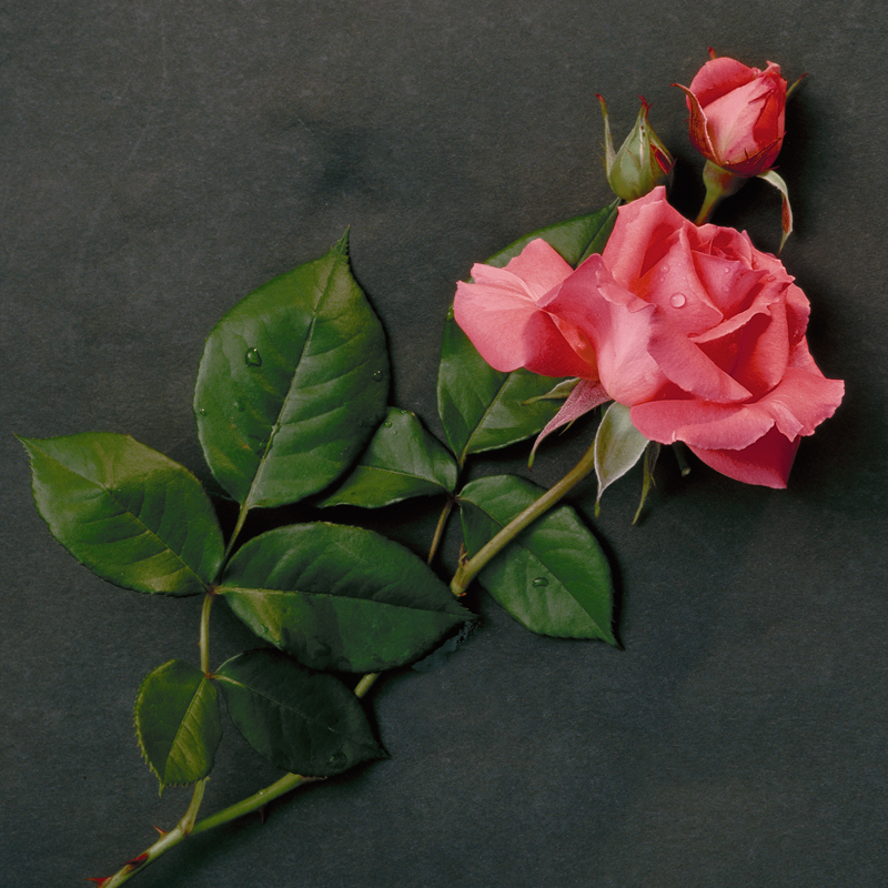 June Birth Flower - Rose