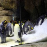 Penguins at the zoo.