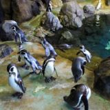 Penguins at the zoo.