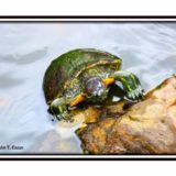 Turtle on a rock.