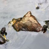 Turtle on a rock.