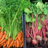 Crown Garden's carrots and beets