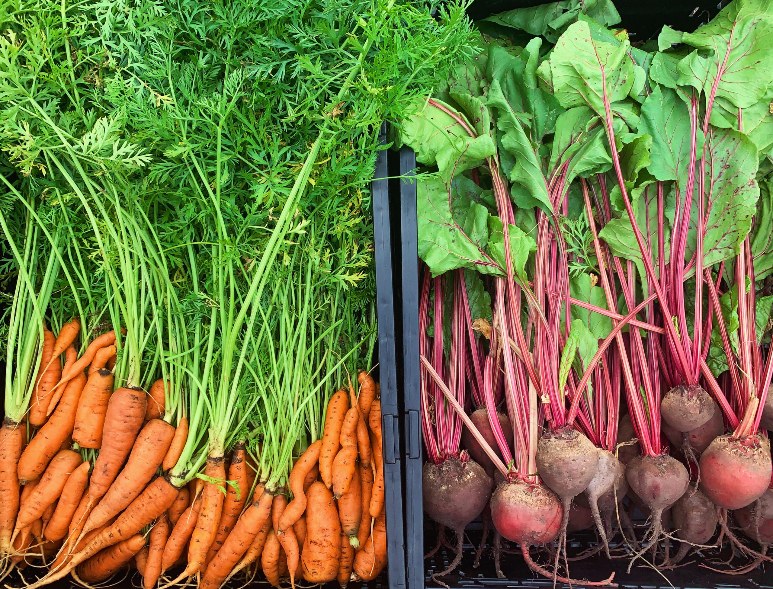 Crown Garden's carrots and beets